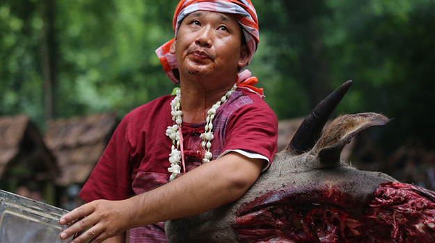 Podczas corocznego festiwalu Pu Sae Ya Sae w okręgu Hang Dong w Tajlandii miejscowa ludność uczestniczy w niezwykle krwawym rytuale. Szaman wprowadza się w trans, nawiązuje kontakt  z duchami przyrody i pije jeszcze ciepłą krew zabitego w ofierze bawoła, zjada też kawałki surowego mięsa i "ozdabia" nimi swój rytualny strój. Wszystko po to, aby duchy nie wróciły do swoich dawnych zwyczajów i nie zaczęły zabijać i zjadać ludzi. Obrzędowi towarzyszy taniec i śpiew, a ludzie palą kadzidła i przynoszą jedzenie i kwiaty, ofiarując je duchom, aby zjednać ich przychylność. 
