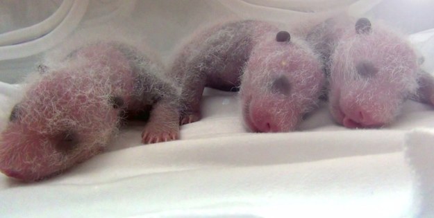 To zdarza się niezwykle rzadko! Samica pandy wielkiej z zoo w chińskim Kantonie wydała na świat trojaczki. Poród trwał cztery godziny. Wszystkie malutkie pandy przeżyły, a ich zdjęcia i filmy udostępniane przez dyrekcję ogrodu zoologicznego podbijają teraz Internet. 