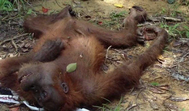 Orangutany sumatrzańskie to gatunek krytycznie zagrożony wyginięciem. szwajcarska Fundacja PanEco realizuje program ochrony tego gatunku, dzięki czemu już ponad 50 osobników znowu mogło wrócić do swojego naturalnego środowiska. Jedną z podopiecznych Fundacji jest Gober.


Ta samica orangutana sumatrzańskiego została uratowana w 2008 roku. Była niewidoma. W schronisku poznała również oślepłego orangutana Loizera - zostali zakwalifikowani do programu hodowlanego. Gober urodziła bliźniaki. – Zajmuję się orangutanami od 25 lat, ale po raz pierwszy opiekowałem się bliźniętami, których oboje rodzice byli niewidomi od poczęcia do przyjścia na świat. To naprawdę nietypowa sytuacja – twierdzi dr Ian Singlrton, dyrektor Fundacji PanEco.


Loizer wielokrotnie postrzelony, wzroku już nie odzyska, ale Gober, rok po porodzie, mogła zobaczyć małe na własne oczy. W 2012 roku z powodzeniem przeszła operację usunięcia zaćmy i razem z potomstwem została wypuszczona na wolność. 
