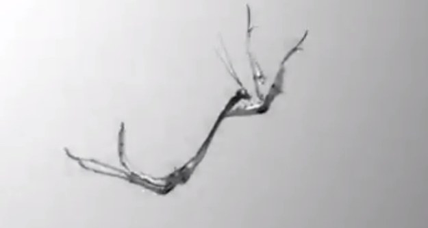 Niezwykły film pokazuje skok modliszki w zwolnionym tempie. Nagranie zostało zarejestrowane na Uniwersytecie Cambridge przez czterech naukowców, badających skoki owadów do obranego celu. Chcą w ten sposób sprawdzić, czy małe owady są w stanie kontrolować obrót w czasie ruchu przy dużej prędkości. 