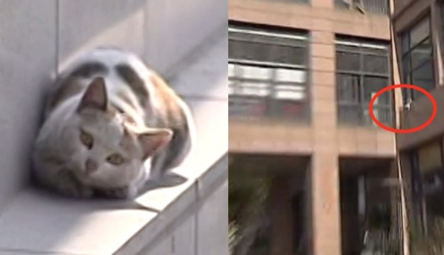 Dramatyczny film przedstawia próbę uwolnienia kota, który znalazł się na fasadzie budynku szpitala. Zwierzak utknął na wysokości drugiego piętra i spędził tam trzy dni. Na nagraniu widzimy, że kot rozpaczliwie szuka możliwości zejścia w dół; ostatecznie skacze. Na szczęście udało mu się wyjść z tego cało.   