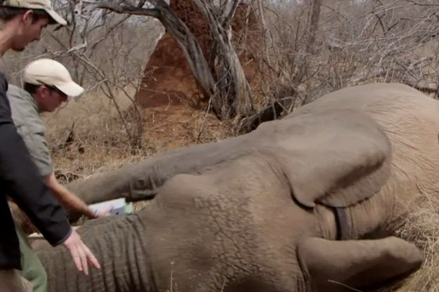 W krajach Afryki liczebność słoni ciągle spada. Wyjątkiem jest RPA, gdzie jest ich za dużo. Wciąż rosnąca populacja tych zwierząt ma niebagatelne znaczenie dla ekosystemu, ponieważ jeden dorosły słoń pochłania ponad 200 kg roślinności… dziennie. W związku z tym pracownicy jednego z rezerwatów w RPA zdecydowali się podawać samicom środki antykoncepcyjne. Z ich obserwacji wynika, że kontrola rozrodu nie zaburza relacji wewnątrz stada. – Słonie nie przeniosły się w inne miejsce. Ich relacje nie zmieniły się i są bardzo silne. Na razie wszystko więc idzie zgodnie z planem – mówi Audrey Delsink, kierownik programu kontroli rozrodu słoni w rezerwacie Makalali. 