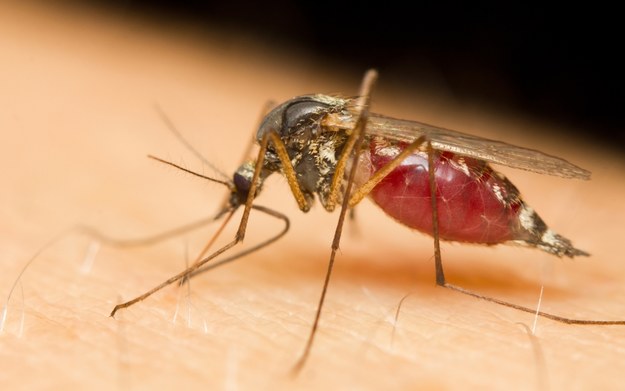 Komary gryzą cię bardziej niż innych? Trudno, co zrobić! Winne są twoje geny. Do takich wniosków doszli naukowcy z Londyńskiej Szkoły Higieny i Medycyny Tropikalnej. Przebadali oni kilkadziesiąt par bliźniąt jedno- i dwujajowych – i odkryli, że w przypadku bliźniąt jednojajowych (a więc posiadających identyczny materiał genetyczny) każde z rodzeństwa jest tak samo „atrakcyjne” dla komarów.


W eksperymencie przeprowadzonym przez brytyjskich naukowców wykorzystano rurę w kształcie litery „Y”, w której zamknięto komary. Kolejne pary bliźniąt przykładały swoje dłonie do każdego z rozgałęzień konstrukcji. Naukowcy sprawdzali następnie, czy owady reagują tak samo na zapach ciała jednego i drugiego uczestnika eksperymentu. Okazało się, że bliźnięta jednojajowe z jednakową siłą przyciągały komary – bowiem insekty z taką samą częstotliwością kierowały się do jednego i drugiego rozgałęzienia.


O tym, że komary są wyjątkowo wrażliwe na zapachy, naukowcy wiedzą od dawna. Pewne ich preferencje wciąż jednak pozostają zagadką dla badaczy. Dlaczego Anopheles gambiae – rodzaj afrykańskiego komara, odpowiedzialny za przenoszenie pierwotniaka wywołującego malarię – chętniej atakuje kobiety ciężarne? Dlaczego osoby o większej masie ciała wzbudzają większe zainteresowanie tych owadów? Być może wspomniane badania pozwolą znaleźć odpowiedzi na te pytania, a w przyszłości również opracować „naturalną szczepionkę” wykorzystującą indywidualny kod genetyczny człowieka i chroniącą każdego z nas przed atakami tych uprzykrzających życie stworzeń.