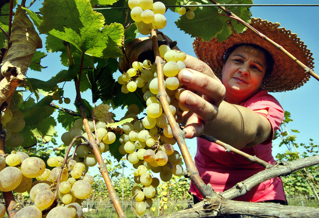 Skamieniałe pestki winogron i gliniane amfory znalezione przez archeologów w południowo-wschodniej Gruzji dowodzą, że na terenach tego kaukaskiego kraju winorośl była uprawiana już 8 tysięcy lat temu – i wykorzystywana do produkcji trunku z moszczu winogronowego. Tym samym można śmiało stwierdzić, że Gruzja jest prawdziwą ojczyzną wina.
	

Współcześnie w Gruzji uprawia się ponad 500 odmian winorośli. W większości są to tak zwane endemiki, czyli odmiany występujące tylko na terenie tego kraju. Do najpopularniejszych szczepów należą Saperavi, Rkatsiteli, Kindzmarauli oraz Mukuzani. 


Wino stanowi 5 procent całości gruzińskiego eksportu. Według najnowszych danych, dotyczących okresu od 1 stycznia do 30 września 2014 roku, w tym właśnie przedziale czasowym Gruzja wyeksportowała prawie 43 mln butelek wina o pojemności 0,75 litra i łącznej wartości 137 mln dolarów. Trafiły one do 39 krajów na całym świecie.