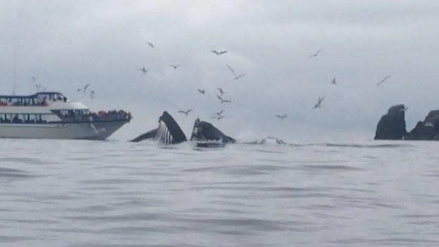 To niesamowite wideo obiegło już internet. Para, która nakręciła ten filmik podczas spływu kajakiem nie spodziewała się takiego spotkania pierwszego stopnia z wielorybami.  