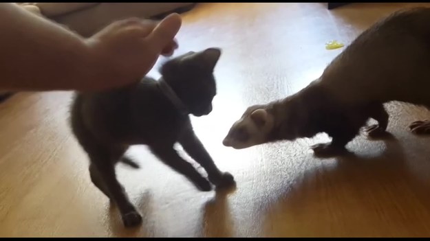 Urocze nagranie przedstawiające zabawy kotka z trzema fretkami