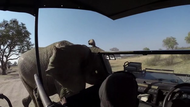 Turysta za pomocą kamerki GoPro zarejestrował groźne zdarzenie, do którego doszło podczas wycieczki w Zimbabwe. Rozwścieczony słoń zaatakował samochód; na szczęście nikt nie ucierpiał.


