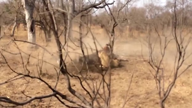 Oto prawdziwe oblicze dzikiej, nieokiełznanej natury. Stado lwów stoczyło bitwę z wygłodniałymi hienami. Zwycięzca zabiera zdobycz, czyli mięso martwego bawoła. Ta scena doskonale pokazuje, jak okrutny jest świat dzikiej przyrody, gdzie każdy drapieżnik jest śmiertelnym wrogiem. Filmik został nakręcony w Parku Narodowym Krugera w RPA. 
