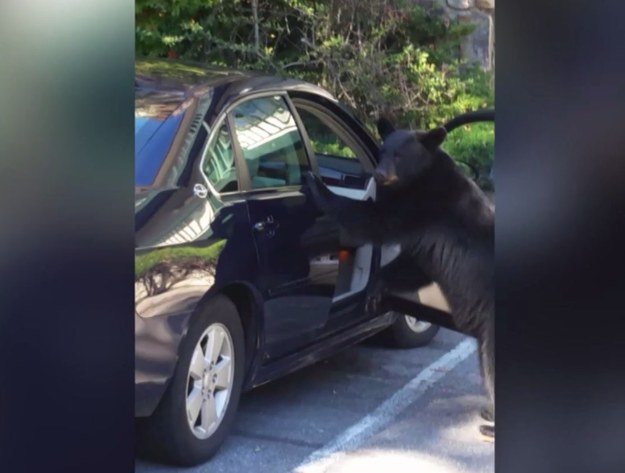 Smoky Mountains, Tennessee, USA. Temu niedźwiedziowi najwyraźniej spodobał się niebieski Chevrolet. Zwierzę najpierw obeszło auto dookoła, po czym otworzyło drzwi i… weszło do środka! Ciekawe, czy ten miłośnik motoryzacji potrafi prowadzić? 