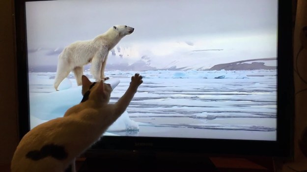 Być może nie wszyscy wiedzą, że jedną z ulubionych kocich rozrywek jest oglądanie telewizji. Niektóre z nich, jak bohater tego filmu są miłośnikami programów przyrodniczych. Przejęcie z jakim Daisy, ogląda polującego niedźwiedzia polarnego musi budzić szacunek fanów serii przyrodniczych słynnego Davida Attenborough, którego produkcje ogląda kotka z Bostonu.