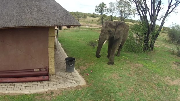 Słoń z Republiki Południowej Afryki uwielbia porządek nie mniej niż perfekcyjna pani domu. Gdy tylko zauważył w pobliskim ogrodzie porozrzucane puszki po napojach natychmiast postanowił posprzątać bałagan. Przy pomocy trąby i stopy umieścił je w koszu na śmieci. Wszystko zarejestrowała kamera zainstalowana w celu obserwacji dzikich zwierząt żyjących w otoczeniu domów mieszkalnych.