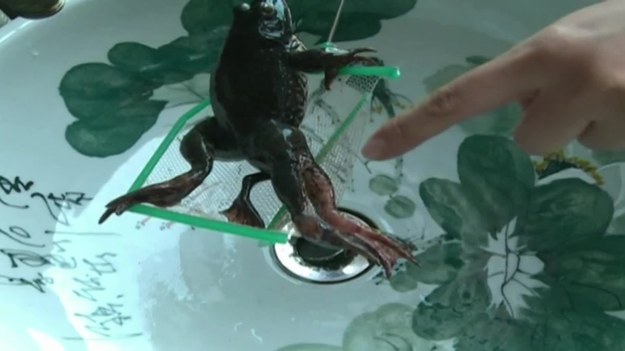 Żaba z sześcioma nogami? To nie fragment filmu science-fiction czy produkt badań szalonych naukowców. Taką właśnie żabę wyłowiono w parku miejskim w Chengdu w Chinach. Prawdopodobnie niepospolity płaz dodatkowe nogi otrzymał w skutek zarażenia mikrobami skrzeku, z którego się wykluł. 