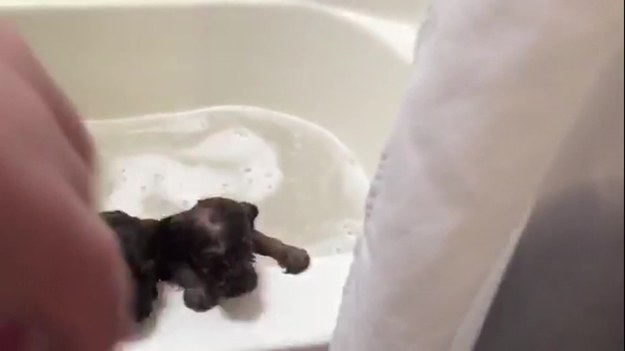 Serca internautów podbiła grupa szczeniaków w kąpieli. Urocze psiaki chyba nie przepadają za moczeniem w wodzie i dają temu wyraz. 
