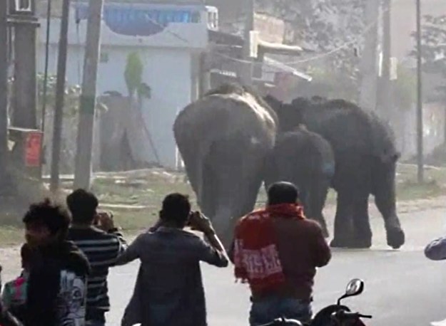 Grupa słoni opanowała ulice indyjskiego miasteczka w Bengalu Zachodnim. Szturmem wkroczyły na pobliską stację kolejową, niszcząc wszystko, co pojawiło się na ich drodze. Naoczni świadkowie donoszą, że rozjuszone zwierzęta z niesamowitą łatwością stratowały kilka samochodów. W starciu z rozszalałymi ssakami ucierpiało sześć osób. 


Niewielkie stado słoni dostrzeżono, kiedy grasowało ono w pobliżu lokalnego dworca. Mając na względzie bezpieczeństwo mieszkańców oraz pasażerów kolei, tamtejsze władze zdecydowały o zamknięciu i odgrodzeniu terenu całej stacji. Nadjeżdżające pociągi zostały skierowane do sąsiednich przystanków. Tragedii nie udało się jednak uniknąć. W starciu ze stadem obrażenia poniosło sześć osób. Jedna z nich, Sanna Basak, przeżyła chwile prawdziwej grozy, kiedy jeden ze słoni ruszył w jej kierunku i zaczął ją gonić. Poturbowana kobieta trafiła do szpitala. Sprawców zamieszania złapano dopiero po sześciu godzinach. Samca, samicę oraz ich młode przewieziono do znajdującego się nieopodal lasu Morghat. 