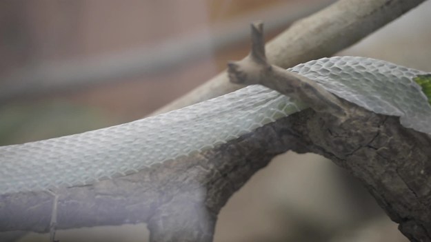 Jeden ze zwiedzających rezerwat dla węży w Tanzanii miał wyjątkowe szczęście oglądać i nagrywać jak zielona mamba zrzuca skórę. 
W naturalnych warunkach bardzo rzadko trafia się okazja obserwowania węża w takim stanie – przyglądanie się jadowitemu gadowi z bliska, przez dłuższy czas, raczej nie bezpieczne. 
