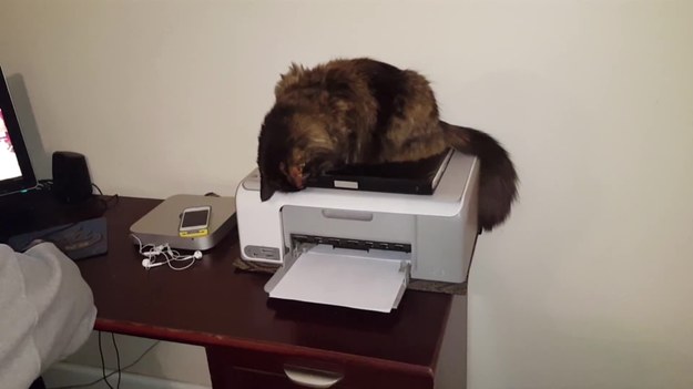 Do listy rzeczy, za którymi nie przepadają koty, dochodzą drukarki. Gemini, kotka uwieczniona na nagraniu, uporczywie stara się przerwać proces drukowania. Wytrwale szarpie kartki papieru wychodzące z urządzenia. Nawet jej właściciele nie są w stanie powstrzymać tej niszczycielskiej siły. (Nie)typowe zachowanie mruczka nagrano w Simi Valley, w Kalifornia, USA. 