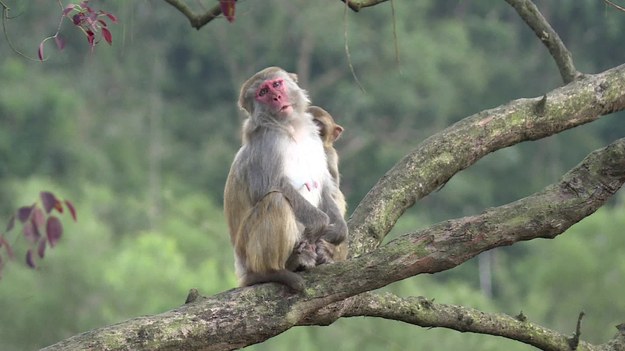 Kilka sekund i wszystkie przekąski trafiają w ich łapy – to nie pierwszy raz, kiedy makaki zamieszkujące wzgórza Hong Kongu przywłaszczają sobie ludzkie rzeczy. 
Chcąc utrzymać hongkońską populację małp, władze objęły te zwierzęta programem ścisłej kontroli urodzeń. Zwierzęta są chronione przez prawo, które przyznaje im szczególny status.


Przez najbliższe 12 miesięcy makaki będą mogły cieszyć się jeszcze większą uprzywilejowaną pozycją – zgodnie z chińskim kalendarzem, rozpoczyna się rok Ognistej Małpy, która jest dziewiątym znakiem chińskiego horoskopu. Zgodnie z zodiakiem, elementem 2016 roku jest ogień, a szczęśliwym kolorem – czerwony. Dlatego też, określany jest jako rok Ognistej Małpy.


Co czeka nas w roku Ognistej Małpy? Jak mówi horoskop, przed nami rok ważnych wynalazków, przełomowych inwestycji, ale też społecznych protestów. Historia świata ostro ruszy do przodu. Ognista Małpa jest bardzo silna i dlatego czeka nas rok pełen ważnych wydarzeń. Małpa często wiązana jest aktywnością, ambicją, przygodą i sprytem. Dlatego wydarzenia w tym roku będą istotne dla losów świata. Będziemy nastawieni nie na szybkie zyski, ale na rzeczywiste rozwiązanie problemów, jakie nazbierały się na świecie w ciągu ostatnich dwunastu lat. Główne pola do popisu to ekonomia, prawo i biznes oraz medycyna.
W nauce nadejdzie rok przełomowych odkryć, zwłaszcza związanych z najpoważniejszymi chorobami i nowoczesnymi lekami. Jest nadzieja dla inwalidów i osób na stałe przykutych do łóżka.


W polityce Małpa długo negocjuje i szuka wspólnego stanowiska. Unika wojen i otwartych konfliktów tak długo, jak to się jej opłaci. Tajne służby i dyplomaci w roku Małpy mają pełne ręce roboty, a zwykli ludzie jasno widzą, że nie mają za wiele do powiedzenia. Dla władzy tym razem może to skończyć się źle, bo Małpa dodaje odwagi młodym intelektualistom, robotnikom i wykluczonym z systemu politycznego. Potrafi bardzo skutecznie zachwiać społecznym porządkiem. (Czary.pl)