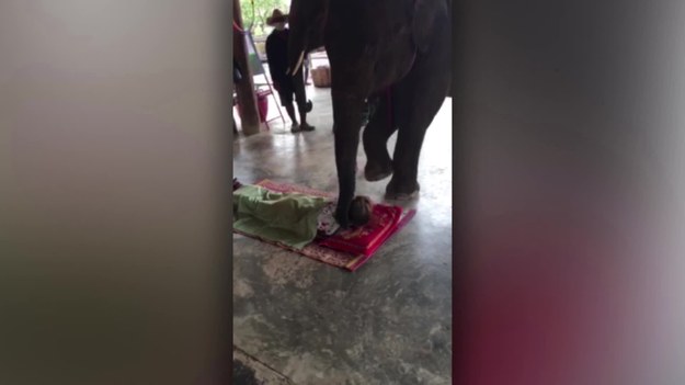Słonie to niesamowicie inteligentne zwierzęta. Do długiej listy ich umiejętność należy zaliczyć także masaż! Tak, dobrze przeczytaliście – słonie są doskonałymi masażystami. Spójrzcie tylko z jakim wyczuciem uciskają napięte mięśnie turystów, którzy nie bali skorzystać się z ich usług. Wideo nagrano na wyspie Koh Chang w Tajlandii. 