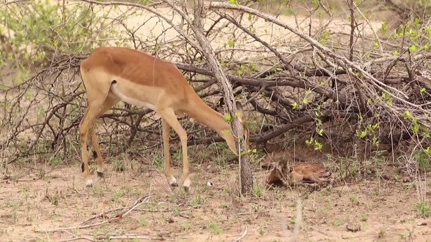 Pod czujnym okiem matki mała impala stawia pierwsze kroki. Po kilku niepewnych próbach zwierzakowi w końcu udało się stanąć o własnych siłach. Te niezwykle rozczulające chwile uwiecznił jeden z pracowników rezerwatu Mala Mala w RPA. 