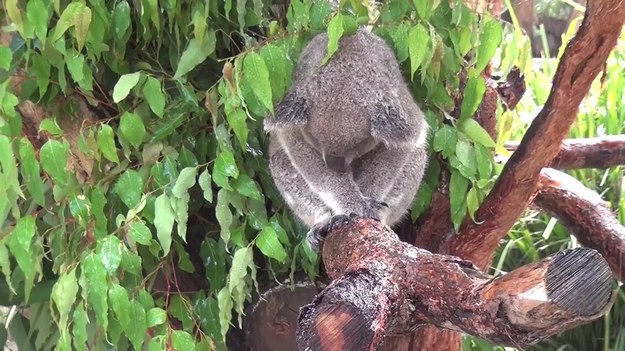 Upalny dzień w jednym z australijskich rezerwatów przyrody. Miś koala postanowił się trochę ochłodzić i usadowił pod zraszaczami.