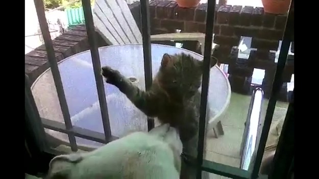 Zabawny materiał filmowy z kotem, który desperacko próbuje dostać się do domu przez zakratowane okno. Zaskoczył tym nawet psa, który znajdował się w środku pomieszczenia. Film został nakręcony w Brooklynie, jednej z dzielnic Nowego Jorku. Ciekawe, co tak przestraszyło biednego kota.