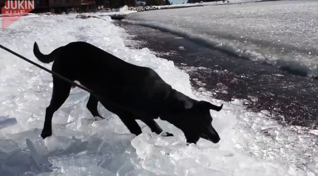 Plaża w Grand Marais, w amerykańskim stanie Minnesota, pokryta jest bryłkami lodu. W mieście było tak zimno, że zamarzały fale. Spodobało się to pewnemu psu, który postanowił wykorzystać zimną aurę do znakomitej zabawy.