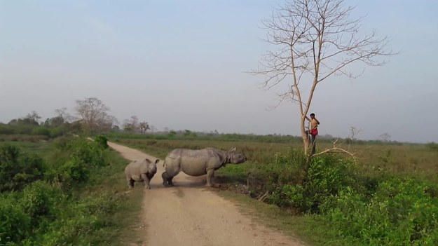 Wściekły nosorożec pogonił tresera słoni. Do zdarzenia doszło w Parku Narodowym Kaziranga w regionie Assam w Indiach. Mężczyzna musiał wdrapać się na drzewo, ale wściekłe zwierzę długo nie odpuszczało.