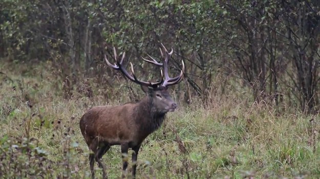 Oto film nagrany w jednym z rosyjskich lasów. Widać na nim i - co najważniejsze - słychać - jelenia. Nagrywający film pisał później w Internecie: "to prawdziwe dostojeństwo, król lasu, te rogi są majestatyczne".