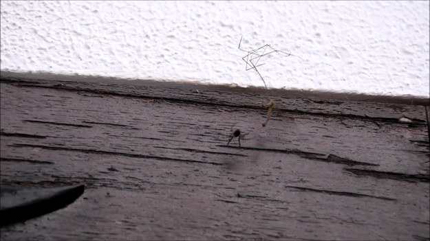 Kto wygra to dramatyczne starcie? Oto spotkanie pająka i długonogiej komarnicy. Filmik udało się nakręcić w Lizbonie, w Portugalii.