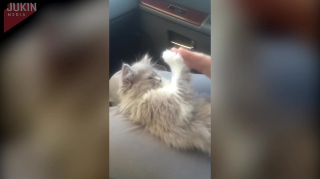 Dla zabicia czasu podczas jazdy samochodem Lily grała ze swoim perskim kotem w... "kosi kosi łapki". Zobaczcie koniecznie!