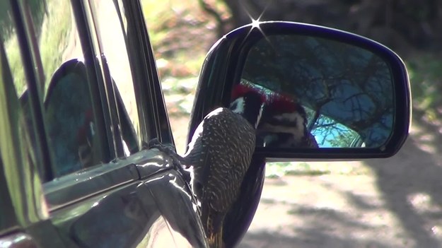 Oto Woody - dzięcioł, który nie może nacieszyć się sobą i uwielbia wpatrywać się we własne odbicie w szybie samochodu. Bezczelny ptak usadowił się na aucie zaparkowanym w Pilanesberg National Park, w Republice Południowej Afryki. Kiedy ujrzał swoje błyszczące skrzydła, wyraźnie zaskoczony, dziobnął w swoje lustrzane odbicie. A potem przeglądał się dalej, pod różnymi kątami.


Nagrywający filmik, Michael Bowls, napisał później: "To było zabawne, ale również zadziwiające, że nawet ptaki mogą pokazywać emocje".