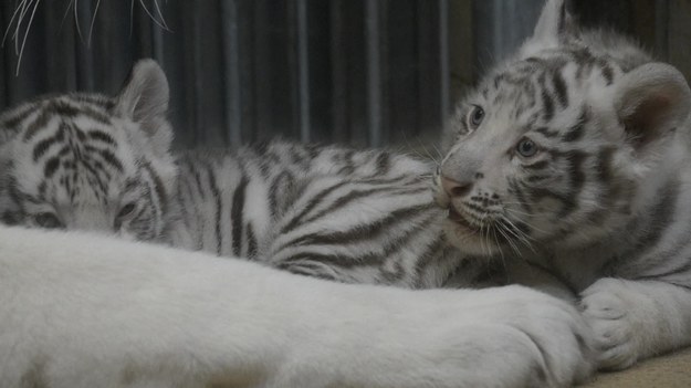 W zoo w czeskim Libercu przyszły na świat dwa białe bengalskie tygrysy. Pracownicy ogrodu zoologicznego niewątpliwie mają powód do świętowania, ponieważ to bardzo rzadki gatunek. 