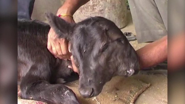 Weterynarze byli w szoku, gdy krowa, którą się opiekowali, urodziła dwugłowego cielaka. Zwierzę przyszło na świat na farmie w pobliżu indyjskiego miasta Udaipur. "To wyjątkowy przypadek. Jeden na milion" -  powiedział lokalny weterynarz dr Sumit Kumar. "W takim przypadku, jest wysoce prawdopodobne, że cielę nie przetrwa zbyt długo”. Na razie jednak zwierzę czuje się dobrze i jest zdrowe. Znajduje się pod obserwacją. „Może później spróbujemy zrobić operację" - powiedział dr Kumar. Wiadomość o narodzinach tego wyjątkowego cielaka przyciągnęła uwagę lokalnych wyznawców hinduizmu, którzy uznali zwierzę za „wcielenie boskie". W hinduizmie krowy są czczone jako najświętsze ze wszystkich zwierząt.