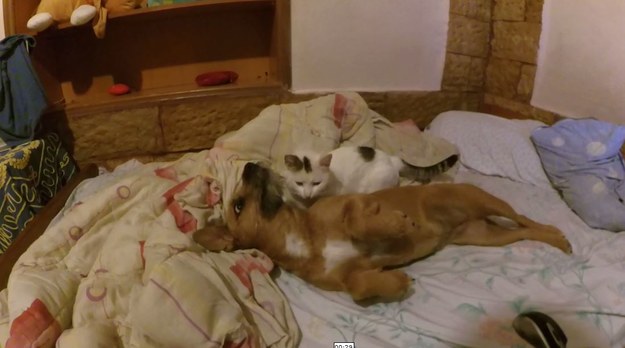 Oto sympatyczny filmik, na którym widać wspólne zabawy i pieszczoty psa z kotem w domu ich właściciela w Grecji. 