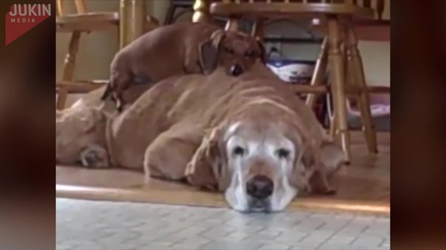 Oto przykład bezwarunkowej psiej miłości. Jamnik wspina się na grzbiet golden retrievera, który drzemie w kuchni. Mały piesek położył się na większym kumplu, aby mogli razem odpocząć.