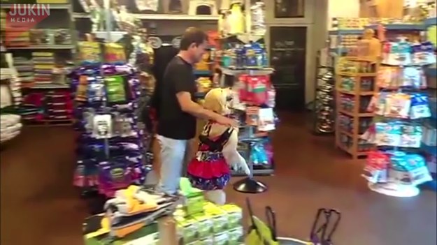 Dla nielicznych szczęśliwców zaglądających do tego sklepu zoologicznego w Los Angeles, ten człowiek i jego pies przygotowali niesamowity układ taneczny. Oto salsa w wykonaniu psa i jego pana! Koniecznie!