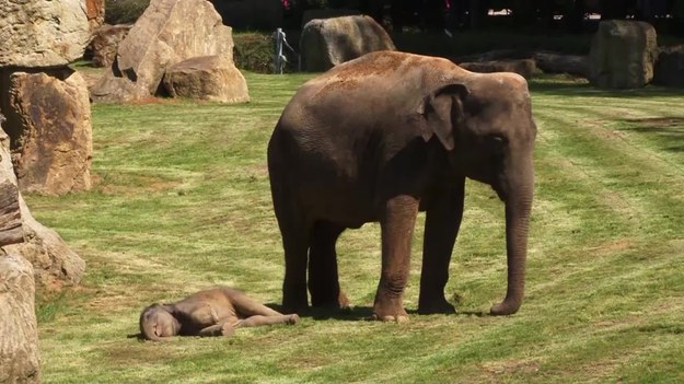 Ładna słoneczna pogoda sprzyja przebywaniu na świeżym powietrzu. Ten mały słoń uwielbia wygrzewać się na zielonej trawce. Jest mu tak dobrze, że matka nie jest w stanie dobudzić malucha. Także opiekunowie z zoo mają z tym poważny problem...