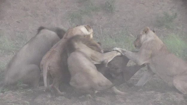 Mike Kirkman, przewodnik w rezerwacie przyrody w Afryce Południowej, wraz z grupą turystów byli świadkami zaciętej walki pomiędzy dwoma stadami - lwów i bawołów. Pędzące z impetem lwy pozornie nie dawały bawołom żadnych szans. Jak zakończyła się ta batalia? Finał na pewno was zaskoczy!
