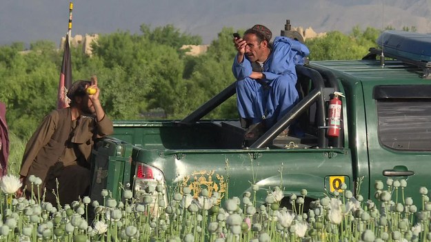 Nadeszła pora zbiorów na makowych polach, które ciągną się w Afganistanie aż po horyzont. Z nacięć na makówkach wypływa sok mleczny, z którego uzyskuje się opium - podstawowy surowiec do produkcji heroiny. 


Afzal Mohammad pochodzi z prowincji Kandahar. Przybył tu specjalnie na opiumowe żniwa. Zarobi 200 dolarów - w Afganistanie to prawdziwa fortuna. - To jedyna okazja, żeby zarobić trochę pieniędzy - mówi rolnik. 



Aż 90 procent światowej produkcji opium pochodzi z Afganistanu. Talibowie czerpiący zyski z przemysłu narkotykowego zapewniają ochronę upraw. To jedna z przyczyn porażki społeczności międzynarodowych, które od lat działają na rzecz likwidacji makowych pól. Część zysku zostanie wykorzystana do sfinansowania prowadzonej przez talibów wojny partyzanckiej. 
