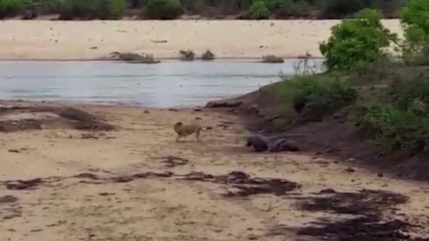 Oto wzruszający moment, gdy mały hipopotam walczy z lwem, aby ochronić swoją chorą matkę. Do zdarzenia doszło w Kruger National Park, w Republice Południowej Afryki. Hipopotamy są teraz poważnie niedożywione z powodu suszy. Są więc łatwym łupem dla lwów.