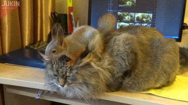 Ten kot leżał przed komputerem swojego właściciela, gdy wiewiórka wskoczyła na niego i rozpoczęła harce. Kot był naprawdę cierpliwy.