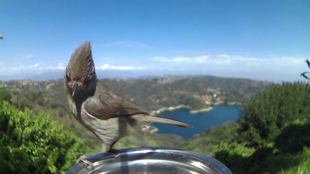 Bryson Lovett z Los Angeles zrobił unikalne zdjęcia swoich pierzastych przyjaciół. Dzięki specjalnemu sprzętowi, udało mu się z bliska nagrać żywieniowe nawyki różnych ptaków. Zobaczcie.
