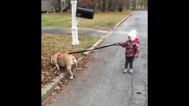 Zabawne wideo z dziewczynką, która wpada w furię, gdy jej pies nie chce ruszyć się z miejsca. Cóż... buldogi angielskie podobno tak mają. A dzieci?