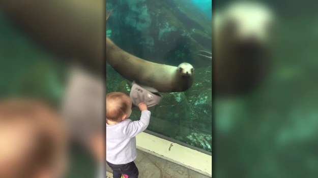 Mała Avery Morris z St Louis w Missouri zwiedzała z rodzicami zoo. W pewnym momencie zbliżyła się do szyby i wyciągnęła rękę do ciekawskiego morskiego ssaka. Potem machnęła w jego stronę czapką baseballową. Foka od razu zareagowała.