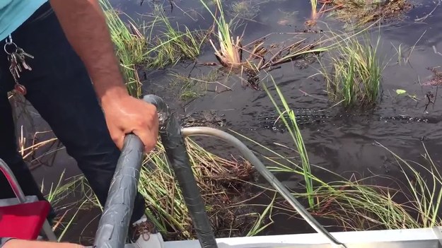 Oto ciekawski aligator, który śledził łódź turystyczną w Everglades, na Florydzie. Gdy przewodnik podsuwa rękę samicy, ta otwiera paszczę i...