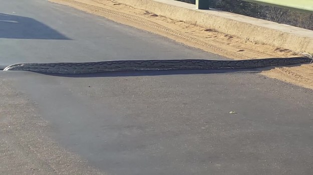 Gigantyczny 18-metrowy wąż zatrzymał ruch na autostradzie przy Parku Narodowym Krugera w Republice Południowej Afryki, próbując w pośpiechu ją pokonać. Kierowcy byli w szoku tym bardziej, że pyton pojawił się znikąd. Gdy zastanawiali się, co robić dalej, wąż zniknął w dziurze.