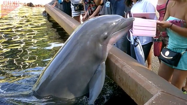 Ta kobieta chciała z bliska zobaczyć delfiny. I oczywiście zrobić im zdjęcie. Nie przewidziała jednego... Delfin wyrwał jej iPada i z nim odpłynął. Pani zirytowana odeszła, ku uciesze innych oglądających widowisko.