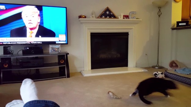 Ten kot był przerażony, cały się zjeżył, gdy tylko zobaczył w telewizji… Donalda Trumpa. Wygląda na to, że… zwierzak nie jest republikaninem.

