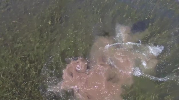 Mało brakowało, a dron stałby się… obiadem krokodyla. Fotograf Sean Scott nagrał te niesamowite chwile w regionie Kununurra w Australii. Ogromnego, 5-metrowego „potwora” dostrzegł pod wodą. Krokodyl leżał nieruchomo. Ale dziwne buczenie nad głową strasznie go wkurzyło. Zerwał się i niemal złapał elektronicznego intruza w powietrzu. Zobaczcie. 