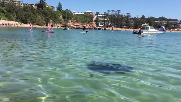 Olbrzymia płaszczka, mająca ponad 1,5 metra średnicy, podpłynęła blisko brzegu  popularnej plaży w Australii (Terrigal, na północ od Sydney). Nic dziwnego, że nie tylko dzieci wpadły w panikę.